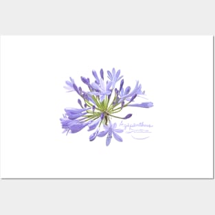 Agapanthus Posters and Art